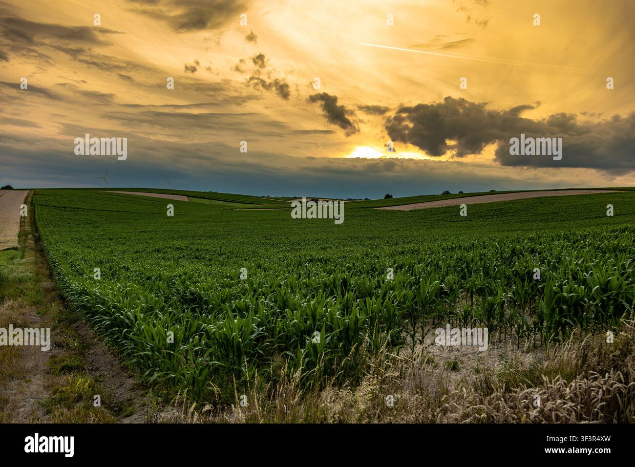 Rolling corn fields beneath a dramatic golden sunset sky over the countryside Stock Photo