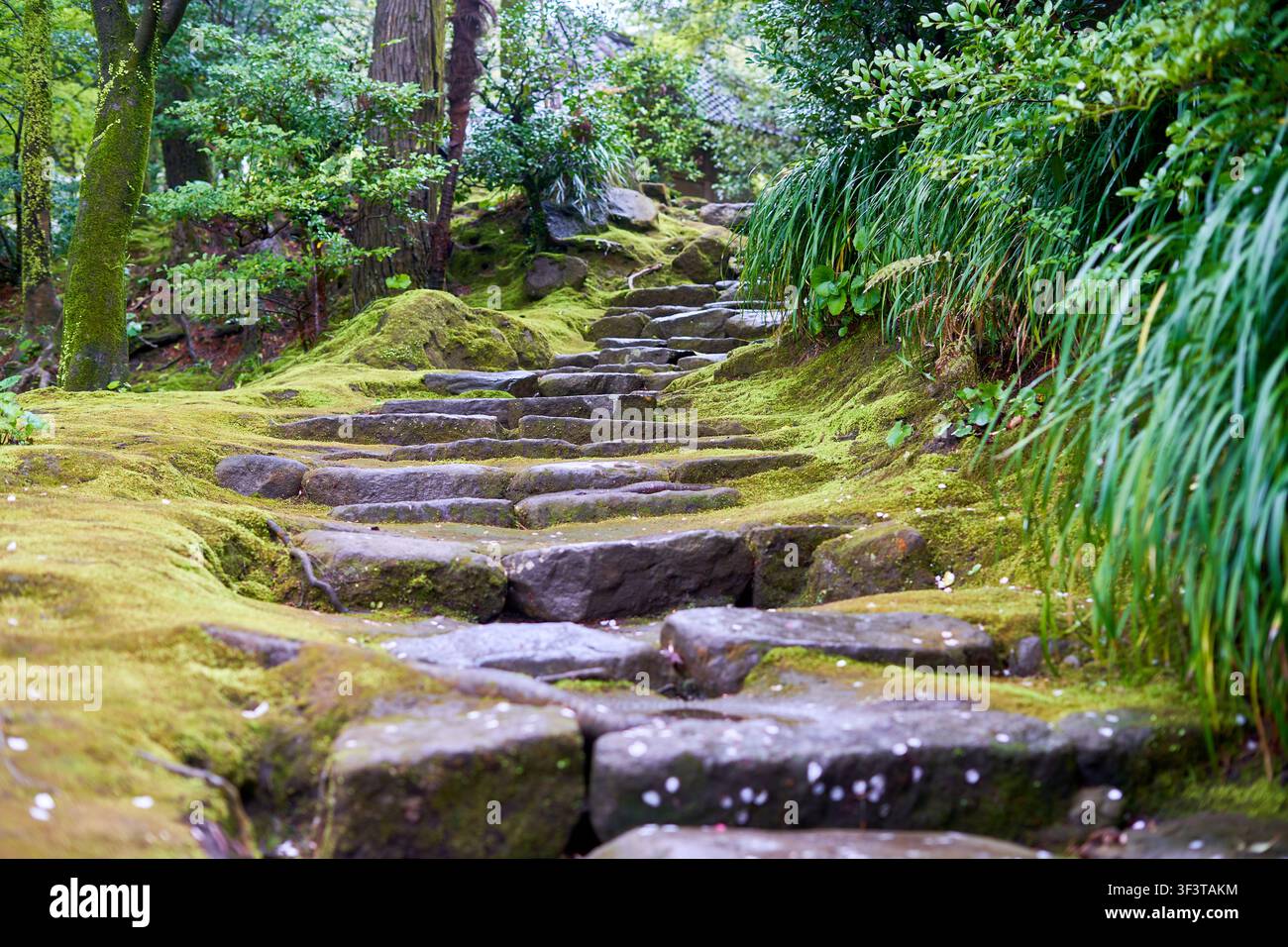 A winding stone pathway covered in vibrant green moss ascends through a dense, lush forest. The irregular stone steps, weathered and ancient-looking, Stock Photo
