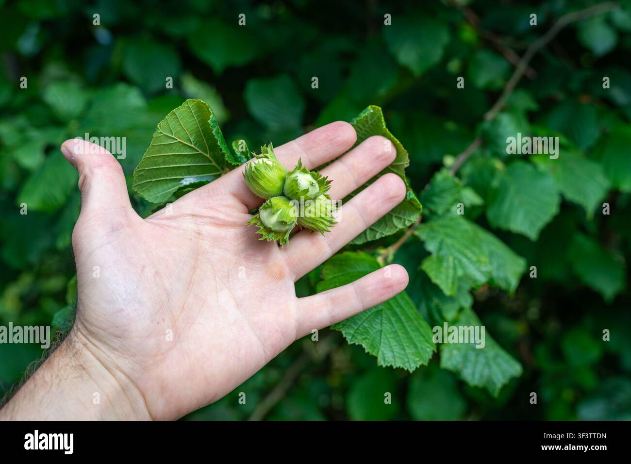 Hazelnuts in Hand, Four Hazelnuts Growing on Hazel Tree Branch Stock Photo
