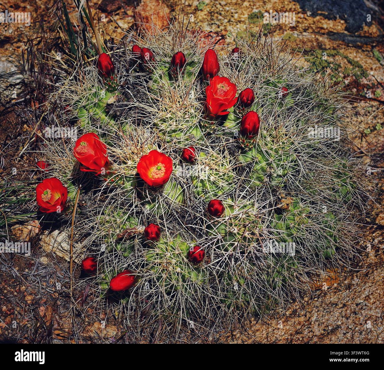 Vibrant Red Claret Cup Cactus Flowers Blooming on Spiny Clump Stock Photo