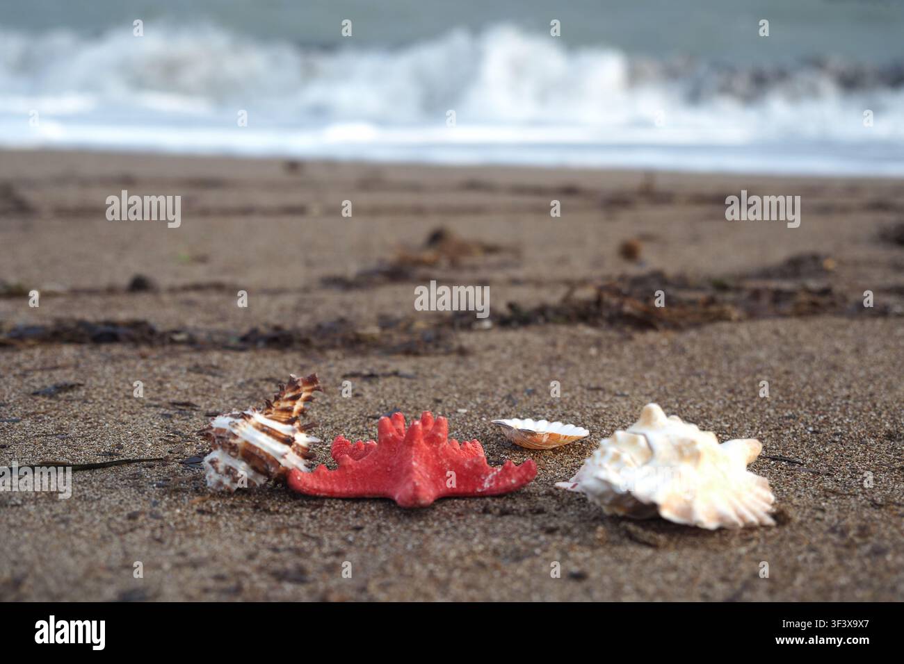 Shells on the beach near the waves during sunset Stock Photo