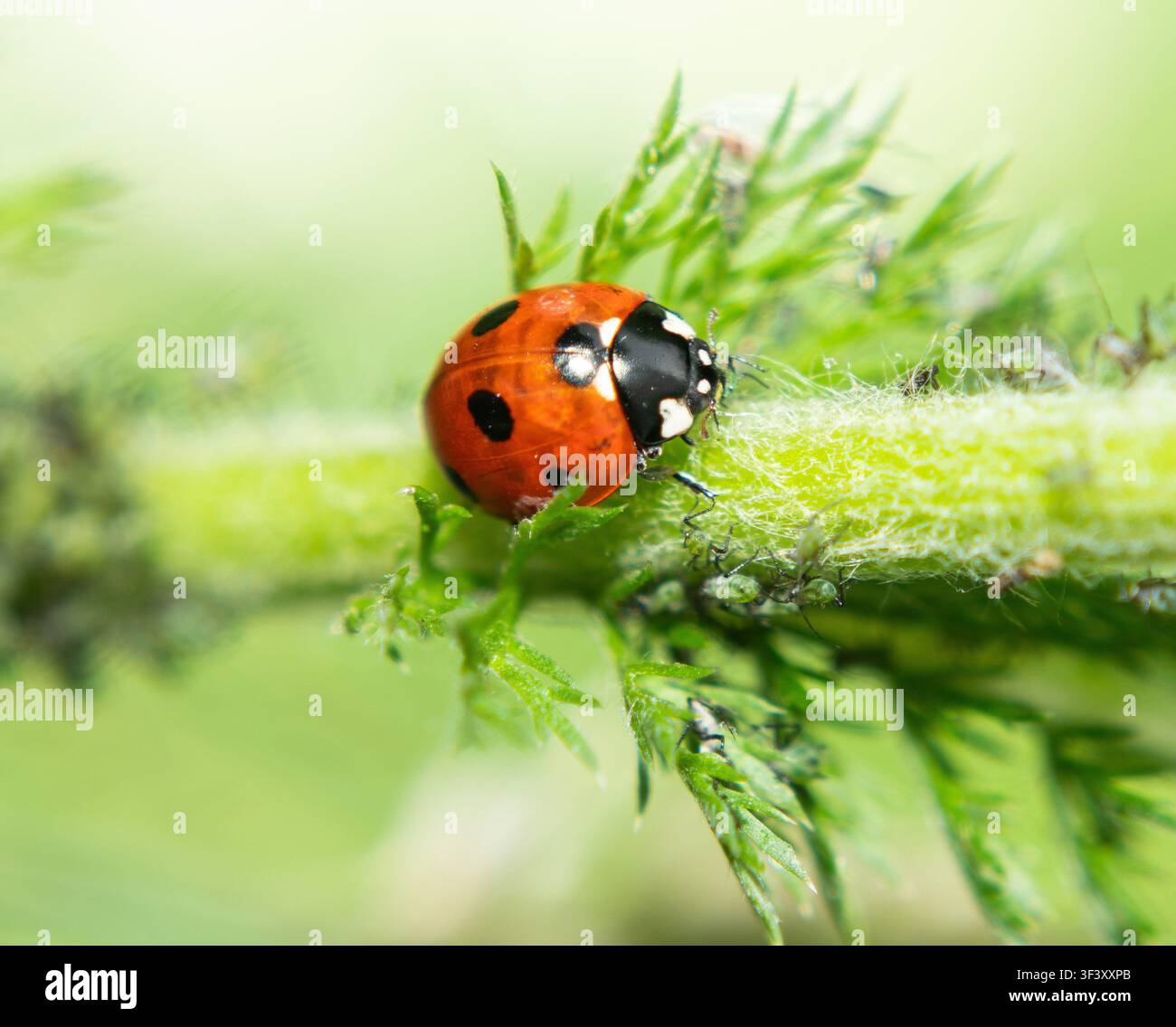 Ladybird on a plant Stock Photo