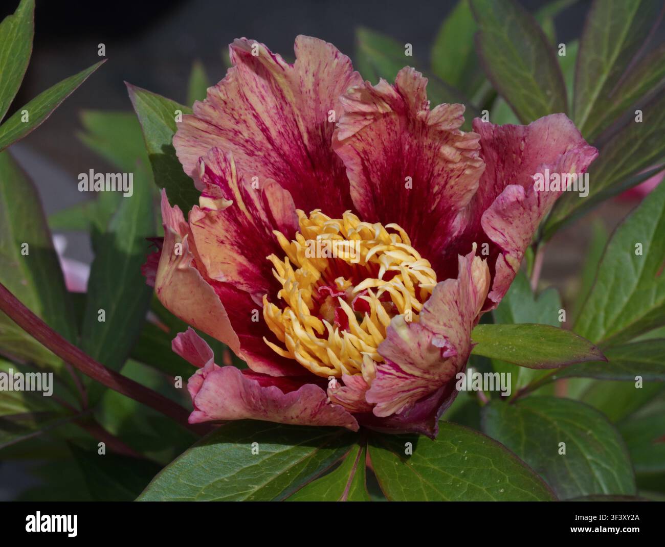 Peony Court Jester Stock Photo