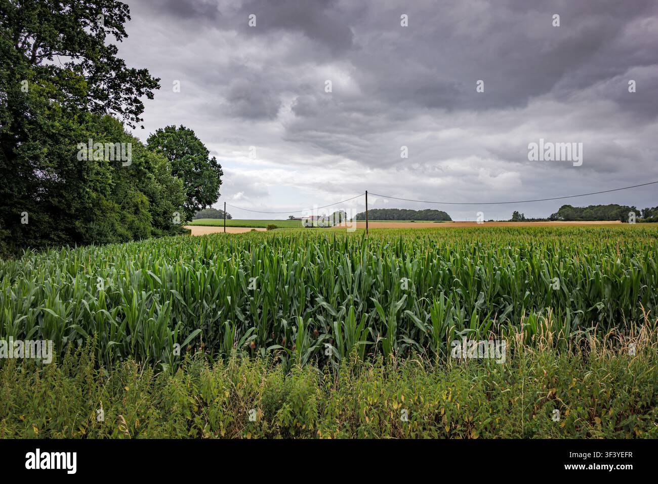Green corn field and distant farm under a stormy sky in Germany Stock Photo