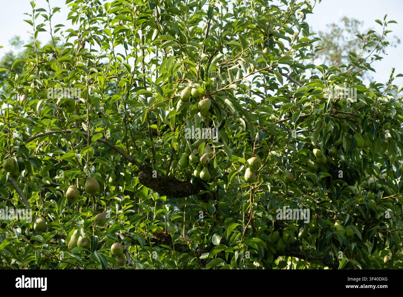 Green unripe pears growing abundantly on tree branches in a sunny orchard. Stock Photo