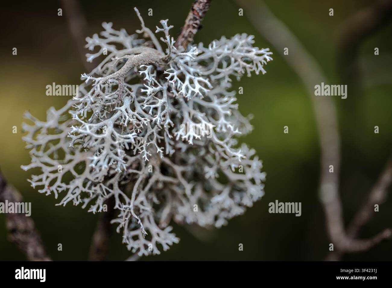 Fruticose lichen with intricate branches forming textured patterns on a tree branch Stock Photo