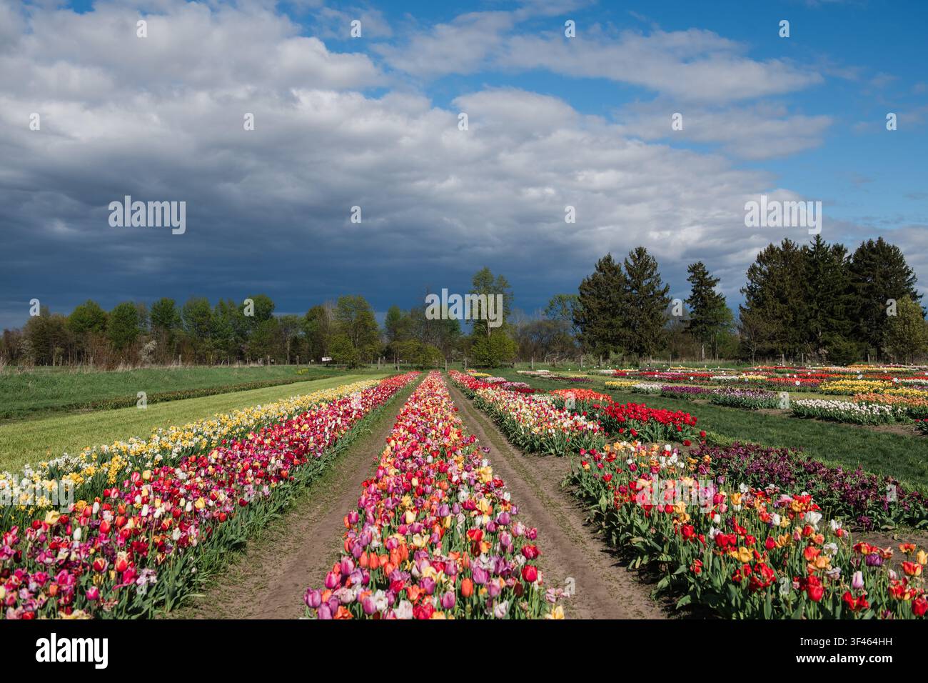 Colorful Tulip Fields Under Dramatic Spring Clouds in Michigan Stock Photo