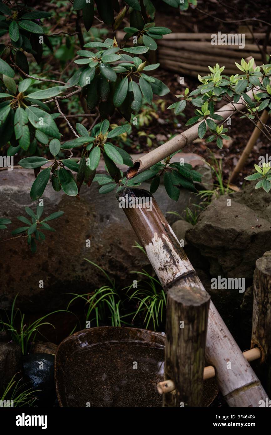 Traditional Bamboo Water Feature in a Japanese Garden Stock Photo