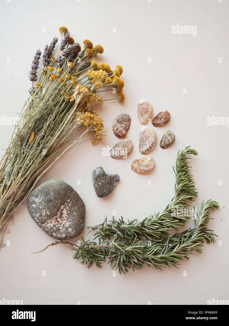Sardinian wildflowers, stones, shells on white Stock Photo