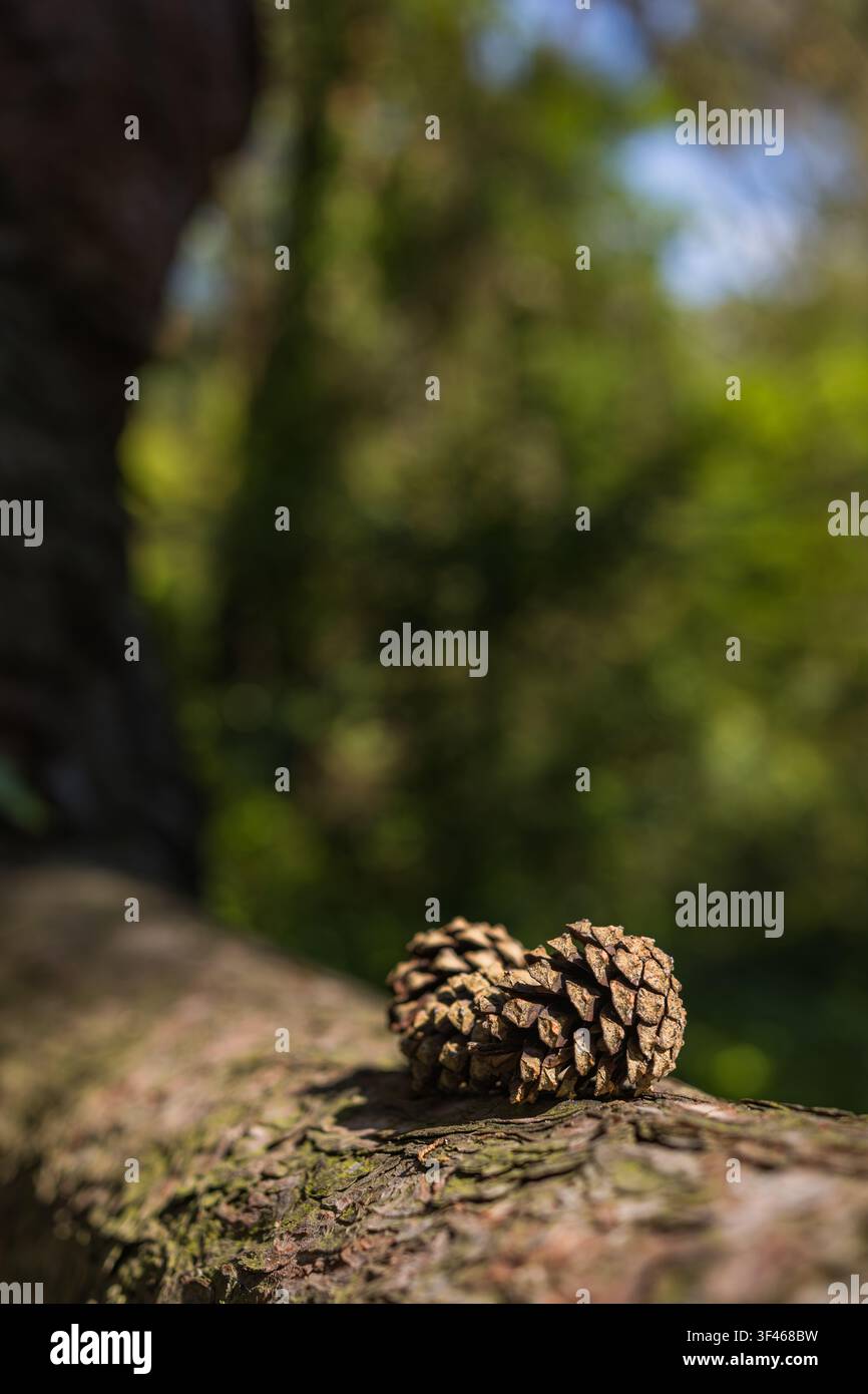 Pine Cones Resting on Tree Trunk with Soft Forest Bokeh Background Stock Photo