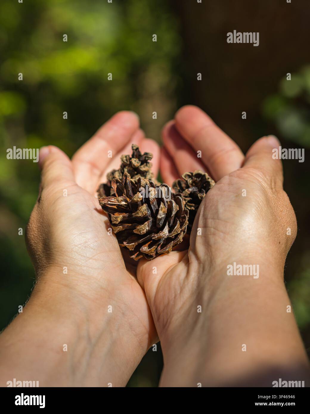 Hands Holding Pine Cones in Sunlight with Blurred Forest Background Stock Photo