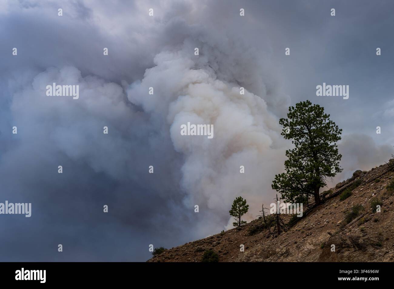 Thick smoke billows from a forest wildfire Stock Photo