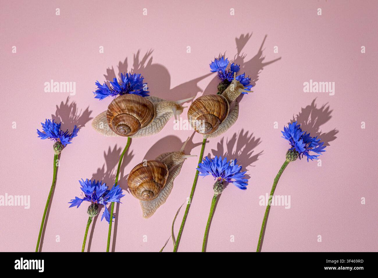 Three garden snails crawling on blue cornflowers Stock Photo
