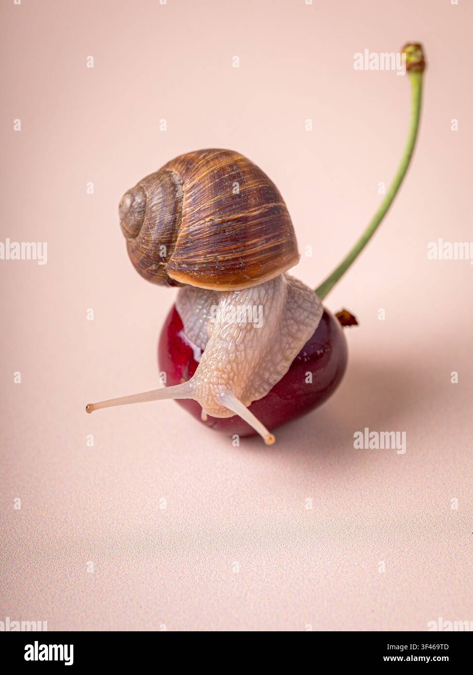 A small garden snail crawling on a red cherry Stock Photo