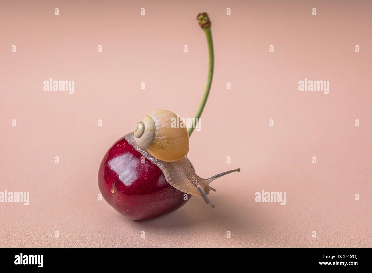Small garden snail crawling on a red cherry Stock Photo