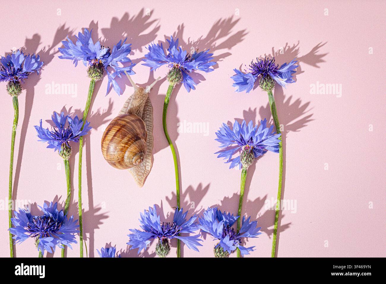 Snail summer composition with blue cornflowers and hard shadows. Stock Photo