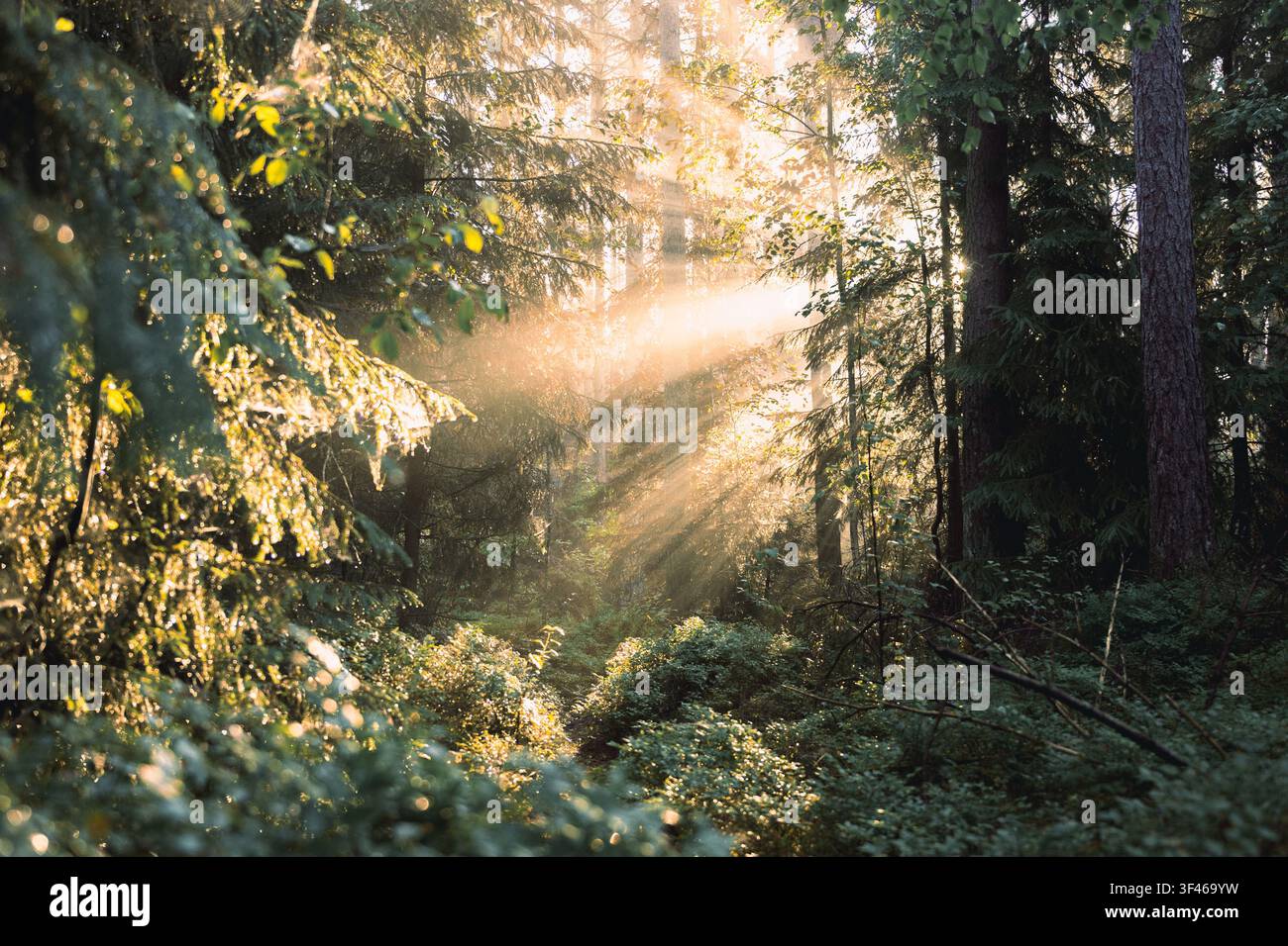 Golden sunbeams streaming through a lush forest Stock Photo