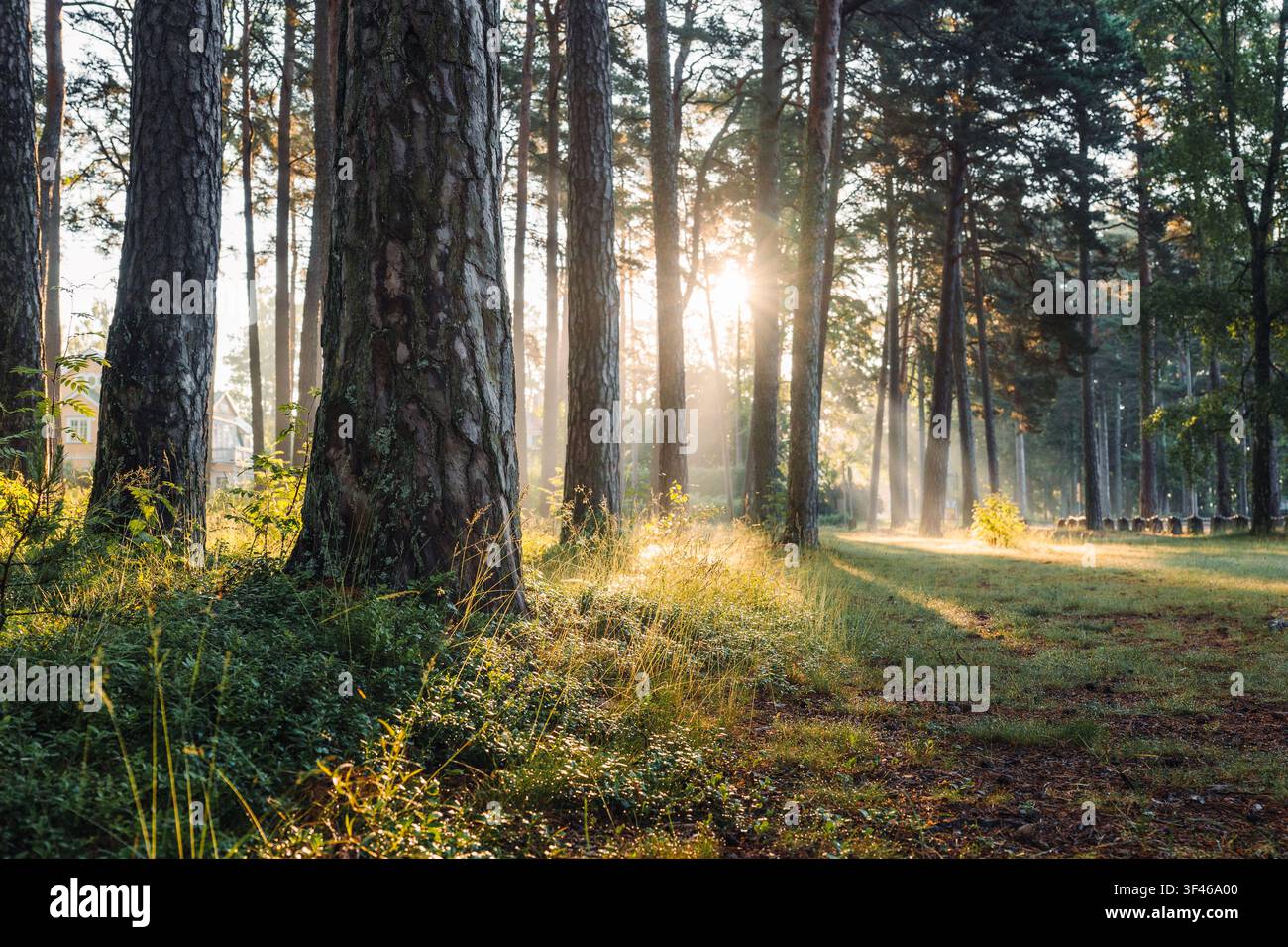 Morning sunbeams shining through a pine forest Stock Photo