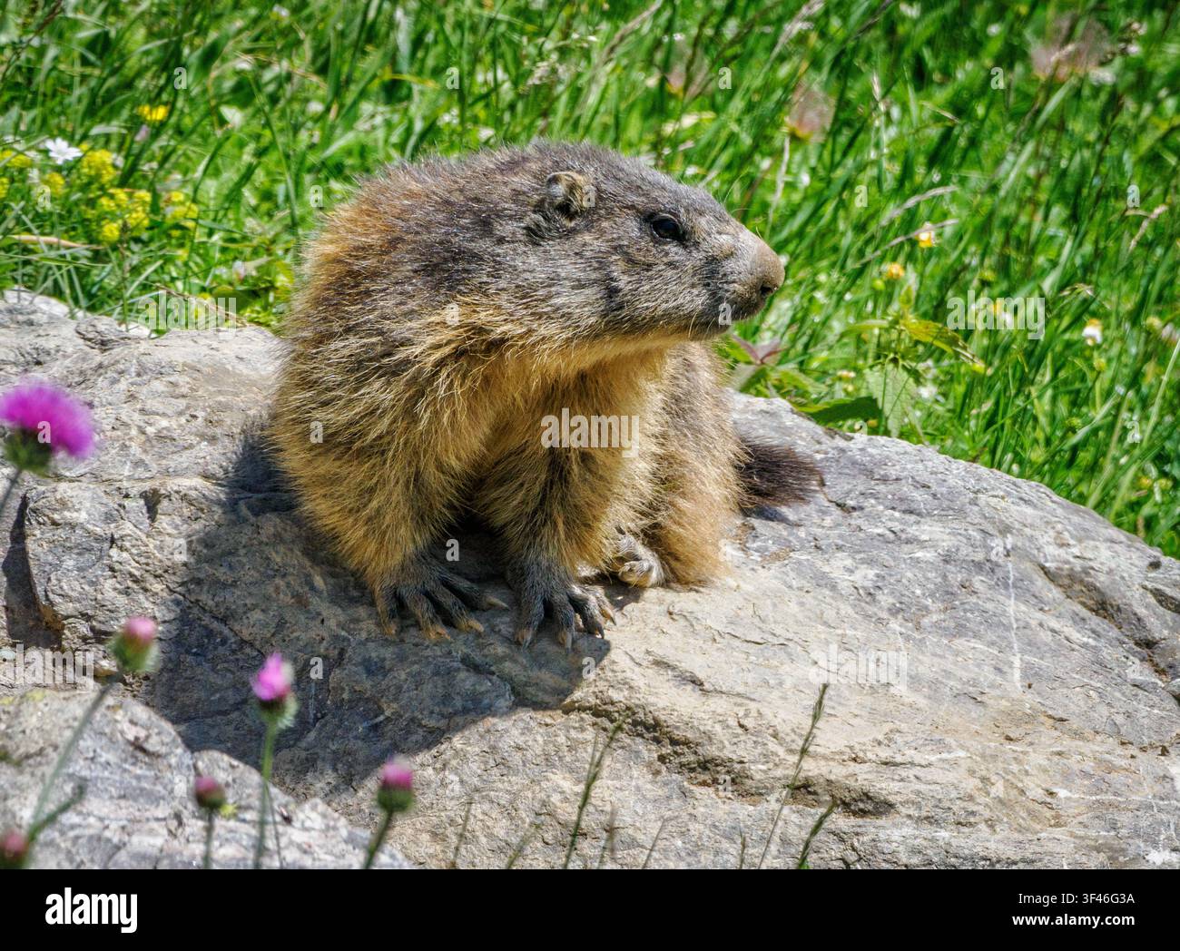 Alpine Marmot M, marmota on a rock above the entrance to its burrow in the mountains of the Italian Alps Stock Photo