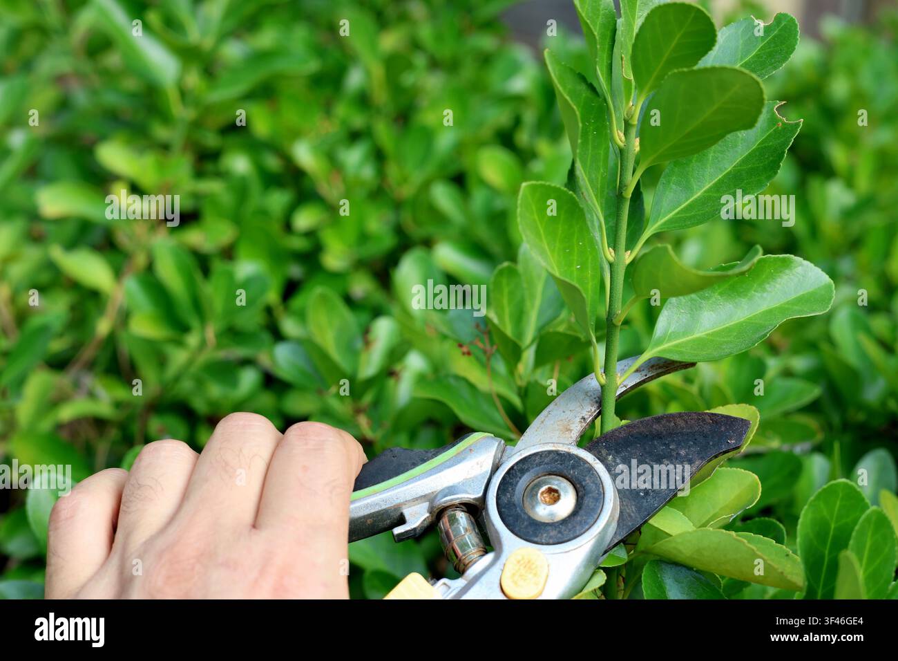 Gardener hand pruning hedge branches with secateurs in sunny garden close up Stock Photo
