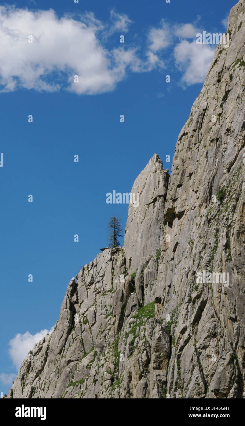 Lone pine tree growing in a precarious site on a cliff face in the Valle Maira in the Piedmont region of the Italian Alps Stock Photo