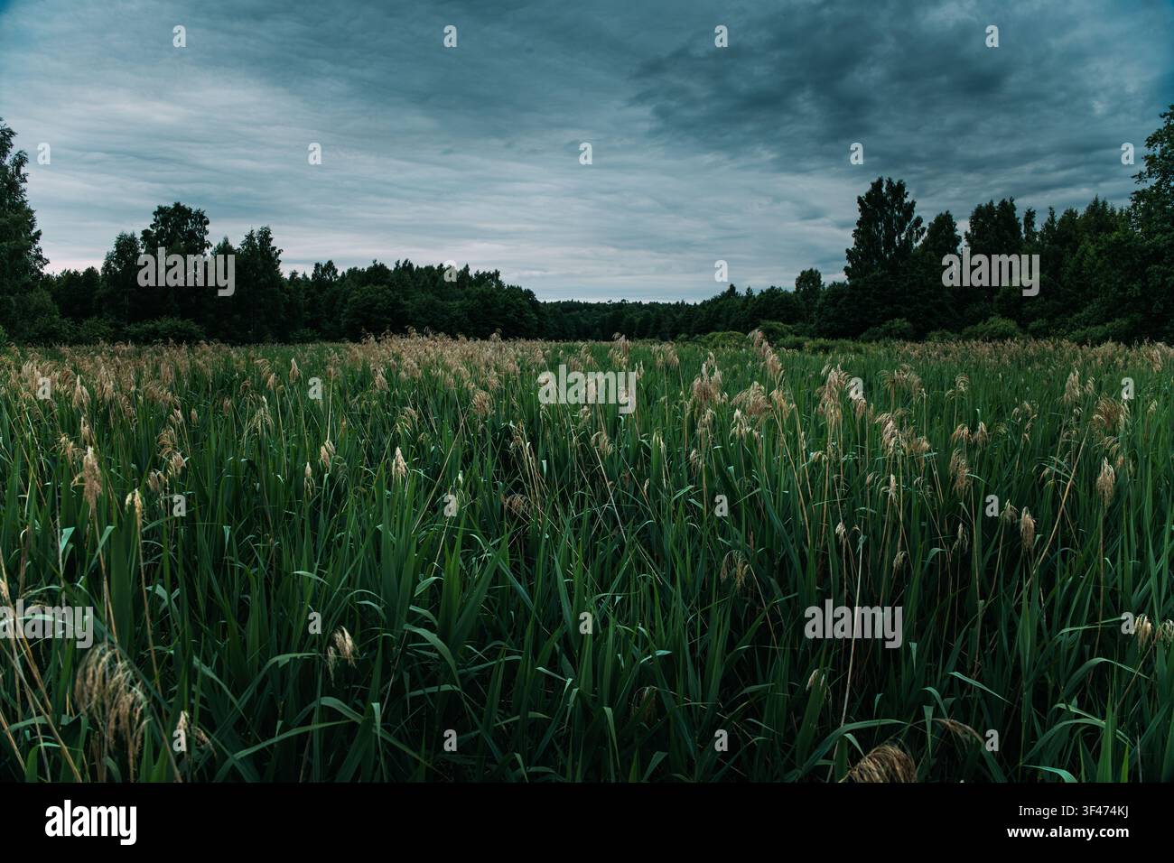 Vast Green Reed Field Under A Dramatic Stormy Sky Stock Photo