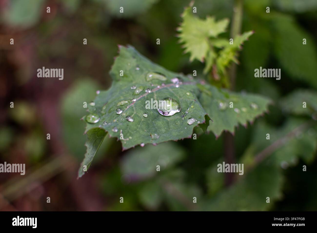 Dew drops on a green leaf after rain Stock Photo