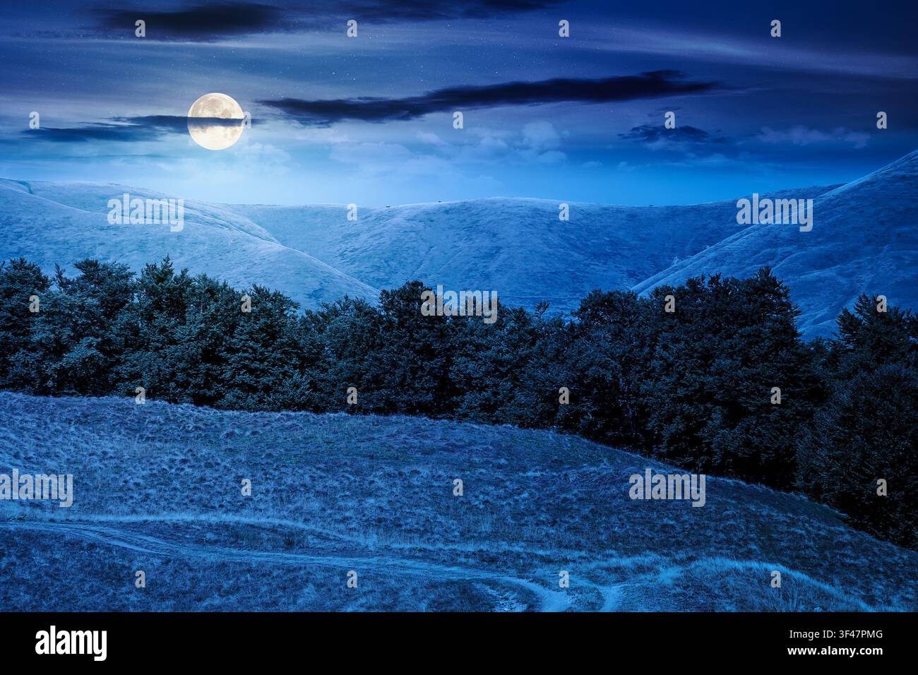 carpathian mountain landscape in summer at night. full moon over primeval beech forest on the grassy hill. mysterious scenery of ukrainian highlands. Stock Photo