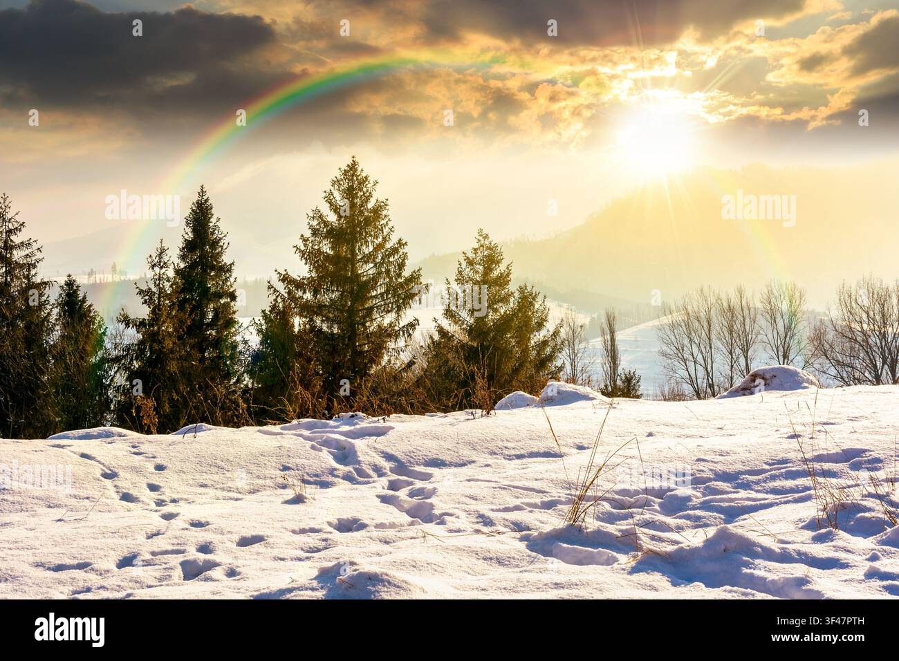 sunset over carpathian mountain landscape in winter. spruce forest on the snow covered hill. mountain scenery of ukraine on a cold weather. transcarpa Stock Photo