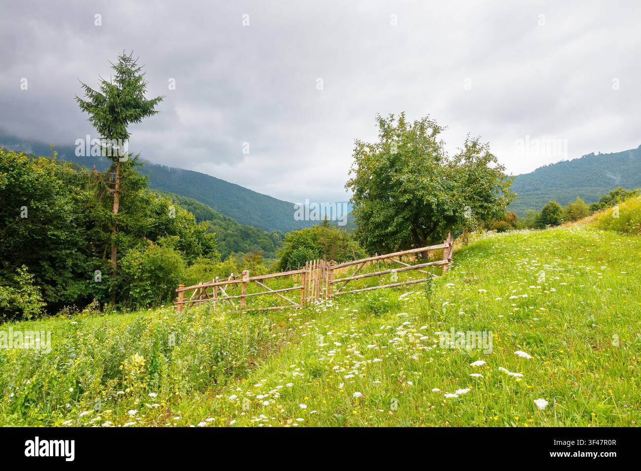 rural mountain landscape of ukraine. countryside scenery of transcarpathia in summer. sustainable living in green environment. forested hills and gras Stock Photo