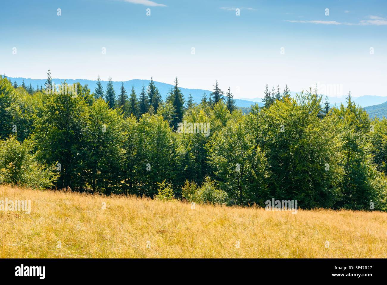 mountain landscape of ukraine. alpine grassy meadow and deciduous forest on the hill. late summer nature background for carpathian adventures Stock Photo