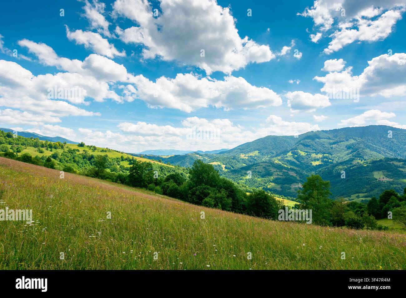 green field on a sunny day. carpathian mountain landscape in summer. lush pasture on the hill. beautiful countryside of ukraine Stock Photo