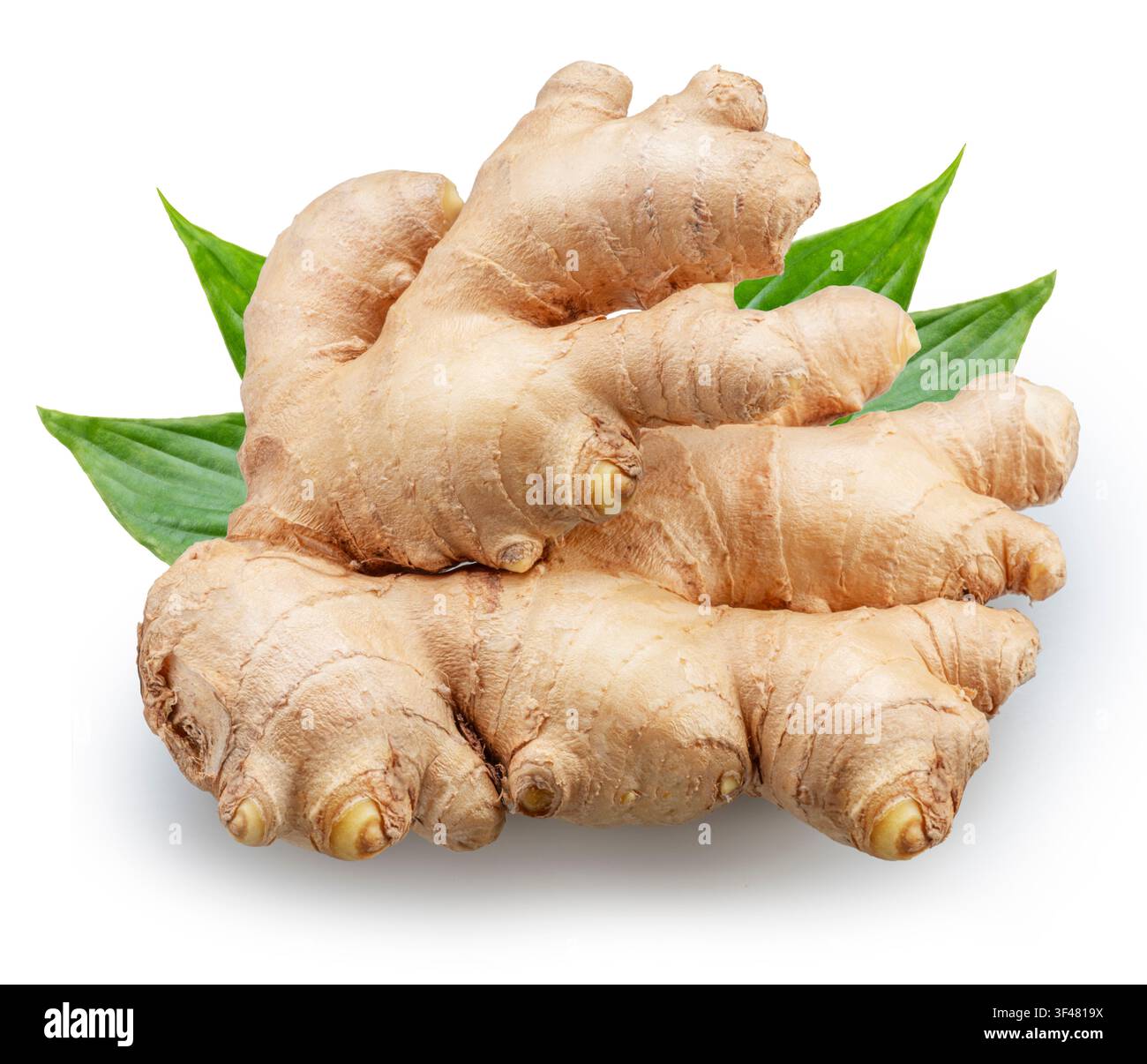 Ginger root with ginger leaves isolated on a white background with clipping path. Stock Photo