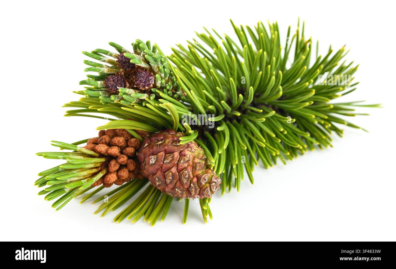 Mugo pine branch with cones  isolated on white background Stock Photo