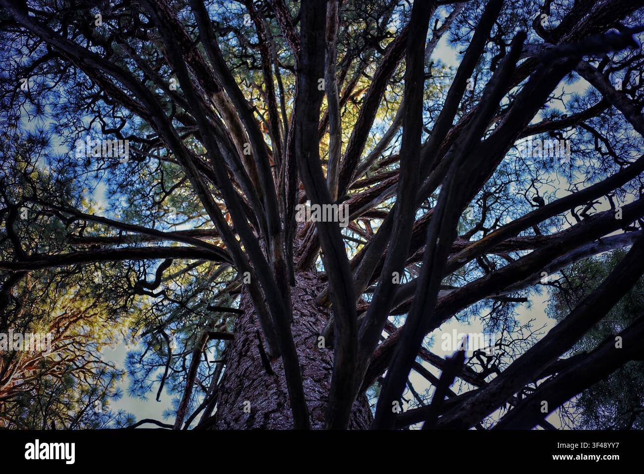 Low Angle View Looking Up Into Dense Spreading Pine Tree Canopy Stock Photo