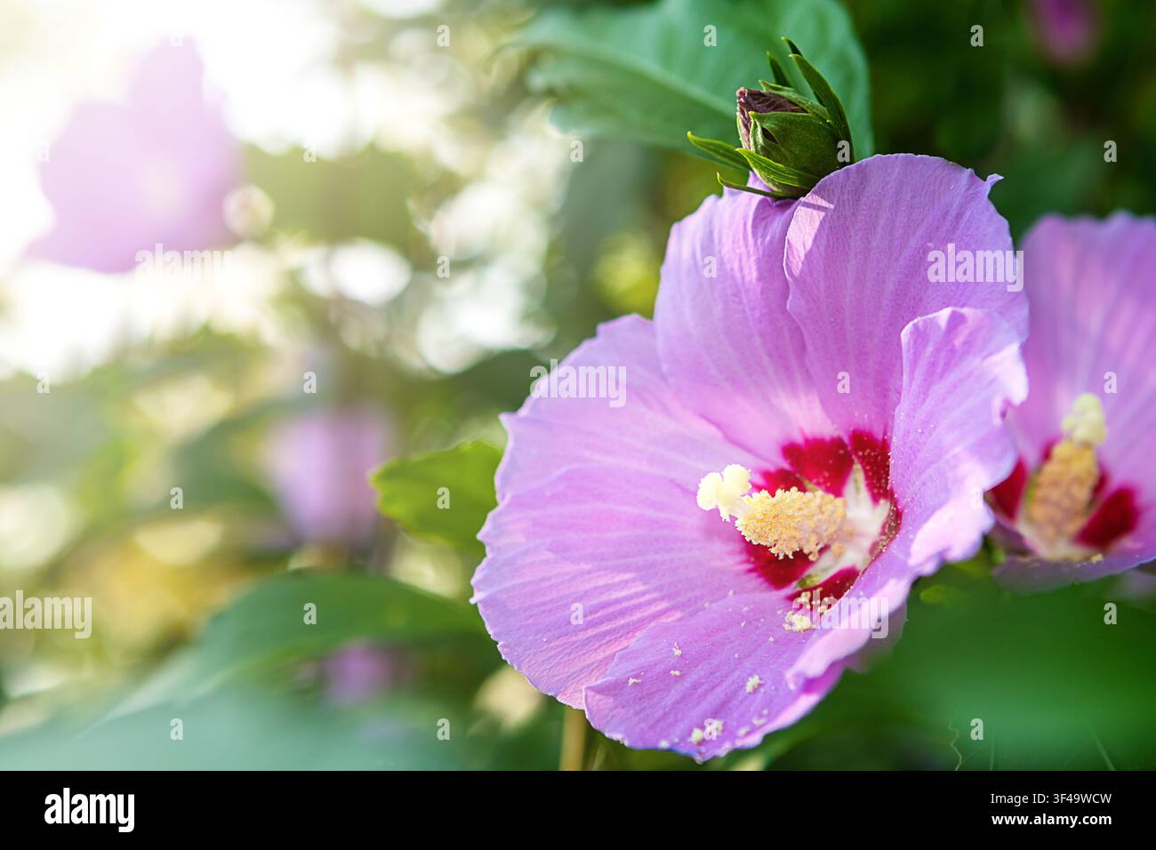 Close-up of a pink hibiscus flower with pollen in a sunlit garden setting Stock Photo