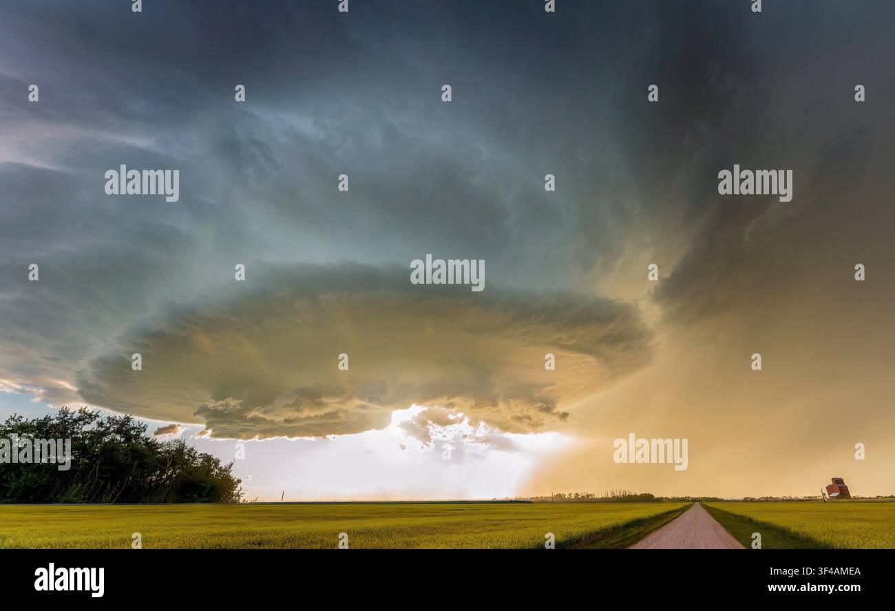 Dramatic supercell storm cloud forming over a canola field at sunset Stock Photo