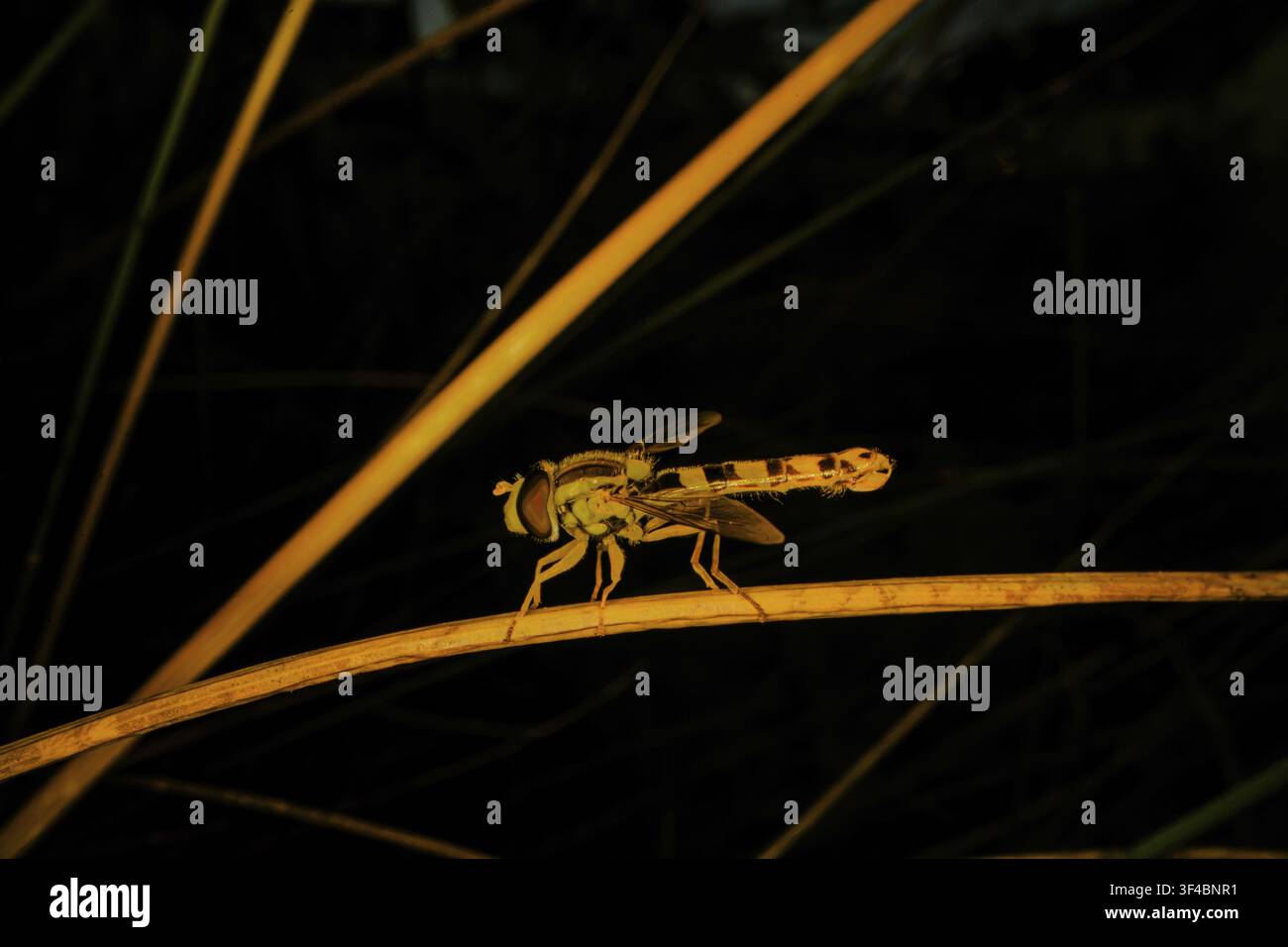 Common long-bellied hoverfly (Sphaerophoria scripta), night-time photograph, perched on a stalk, North Rhine-Westphalia, Germany Stock Photo