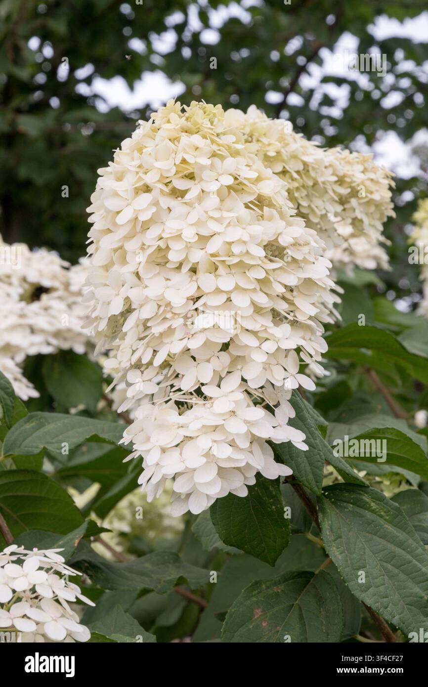 Hydrangea paniculata 'Limelight' Stock Photo