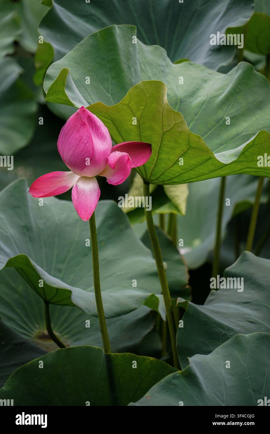 Few green lotus leaves hi-res stock photography and images - Alamy