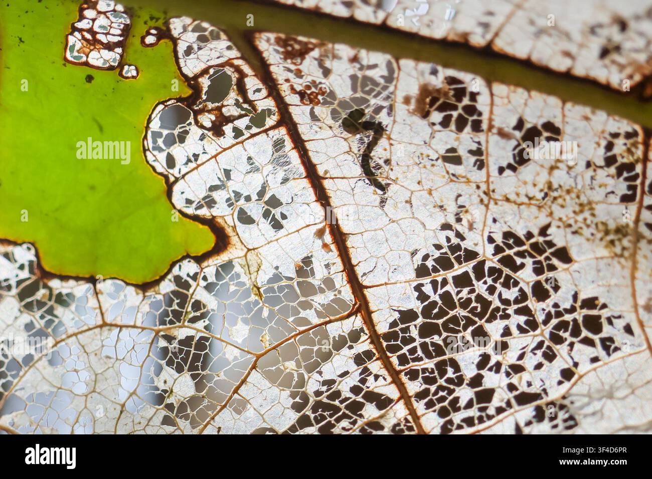 A skeletonized leaf decayed leaf venation green patch close up macro Stock Photo