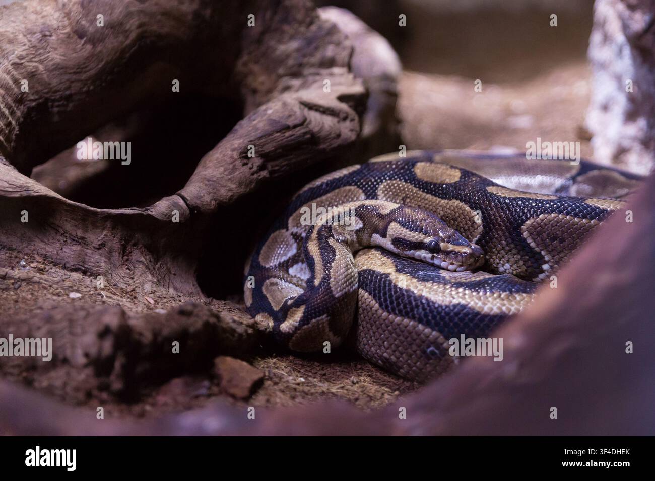 A ball python (Python regius) with distinct yellow and brown scale patterns resting in a defensive coil inside a dark hollow log terrarium habitat. Stock Photo