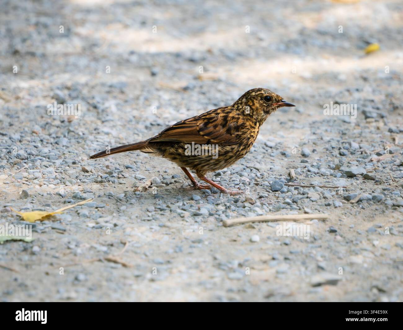 Juvenile Dunnock, Prunella modularis, with lighter and dark brown colouring on a Devon, UK, gravel path Stock Photo