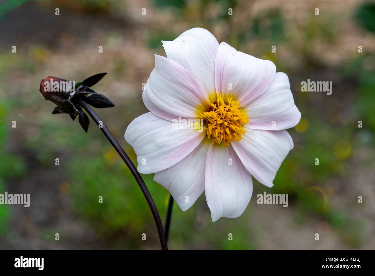 Dahlia Bishop of Dover Stock Photo