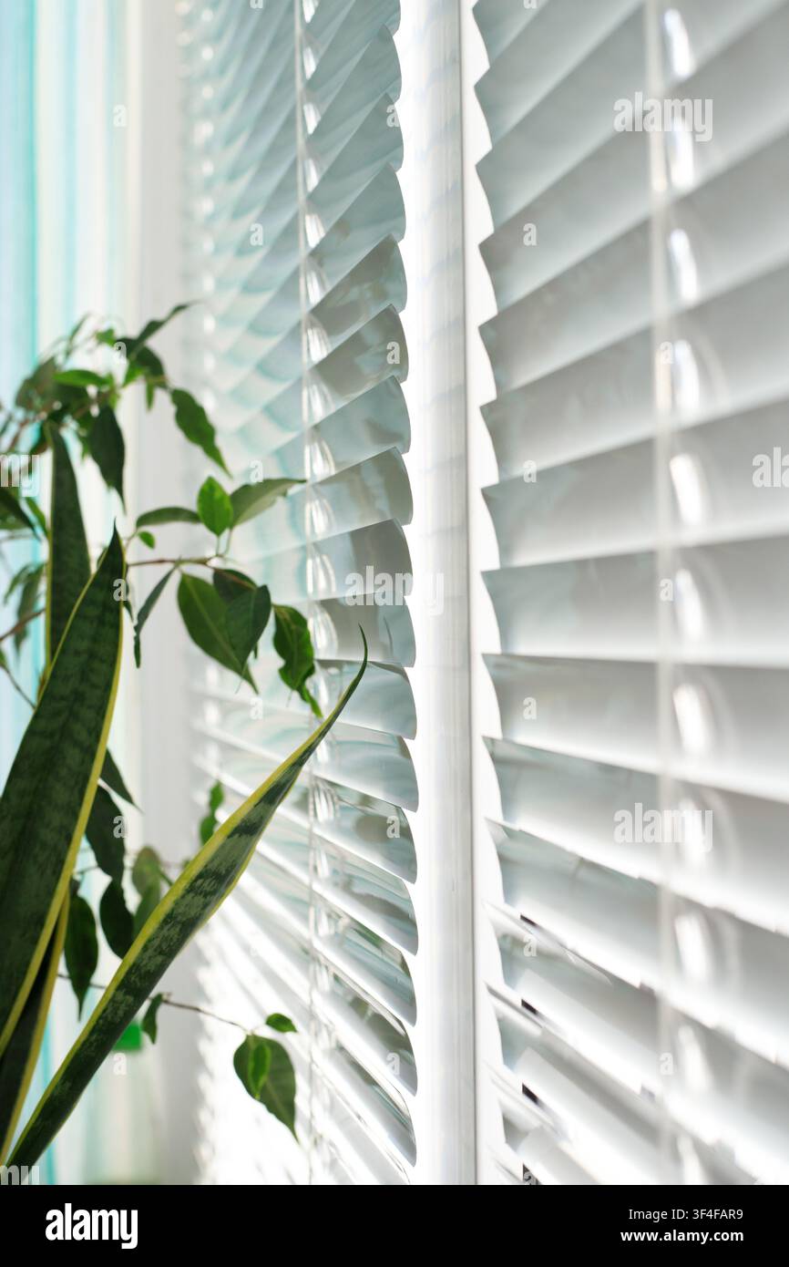 White horizontal plastic blinds on the windows. Green indoor plants near the window in a bright office interior. Side view. Stock Photo