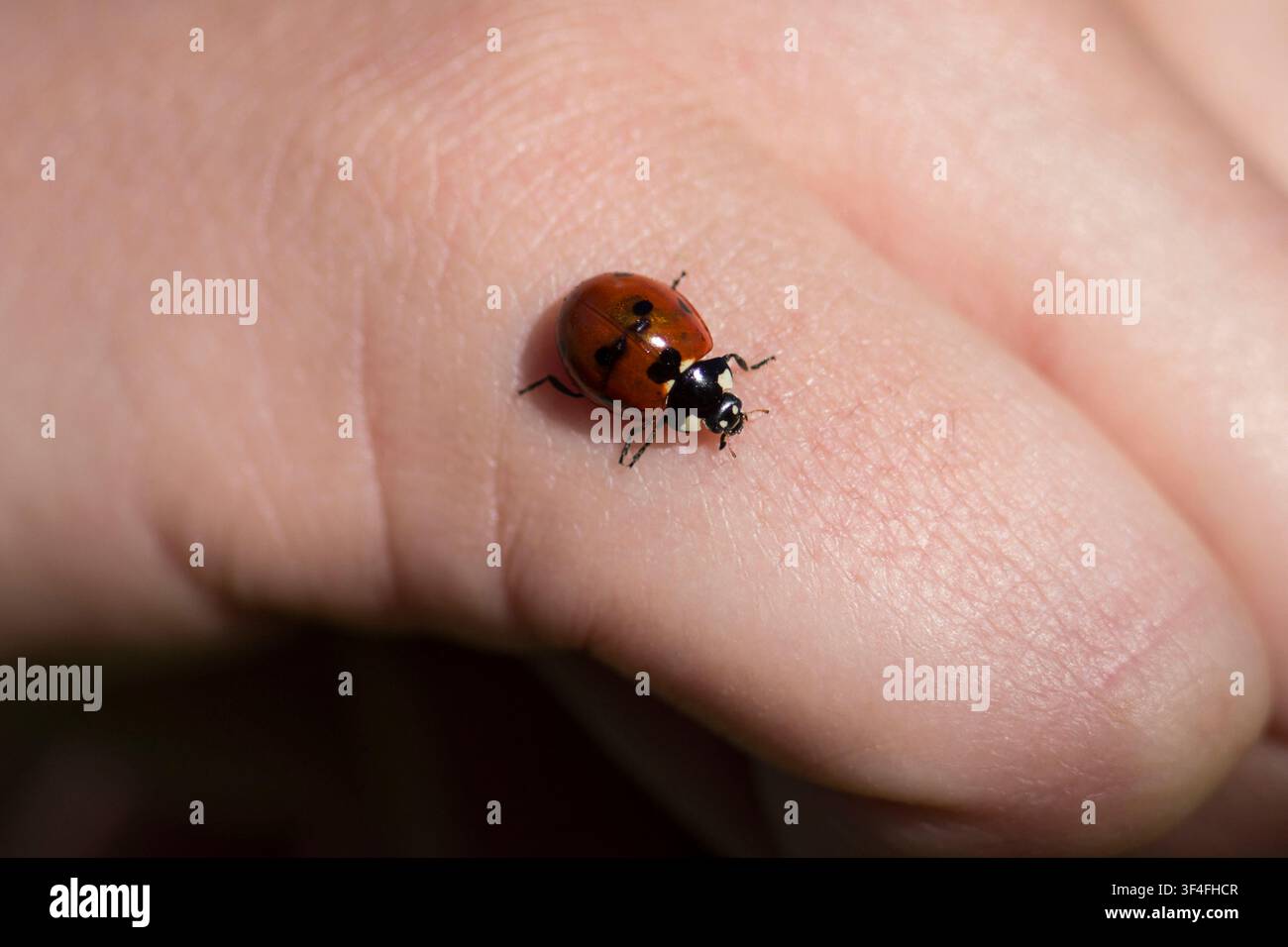 Ladybug walking on human hand representing nature interaction with people Stock Photo