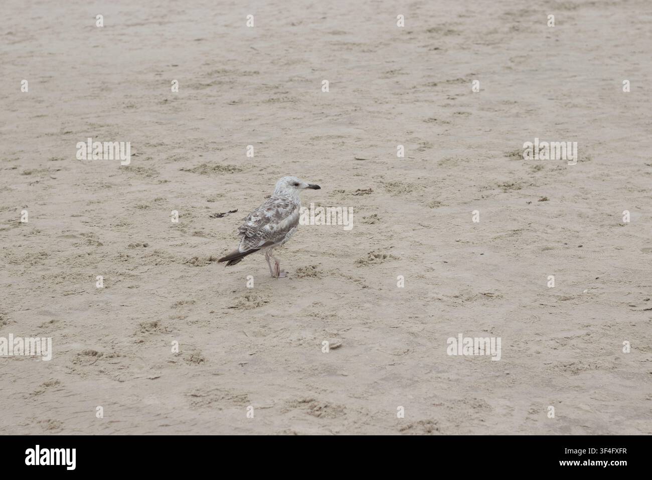 Single seagull standing on light sand at the beach Stock Photo