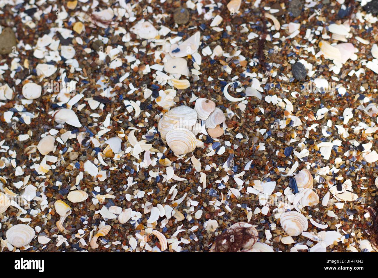 Broken seashells and small pebbles on beach Stock Photo