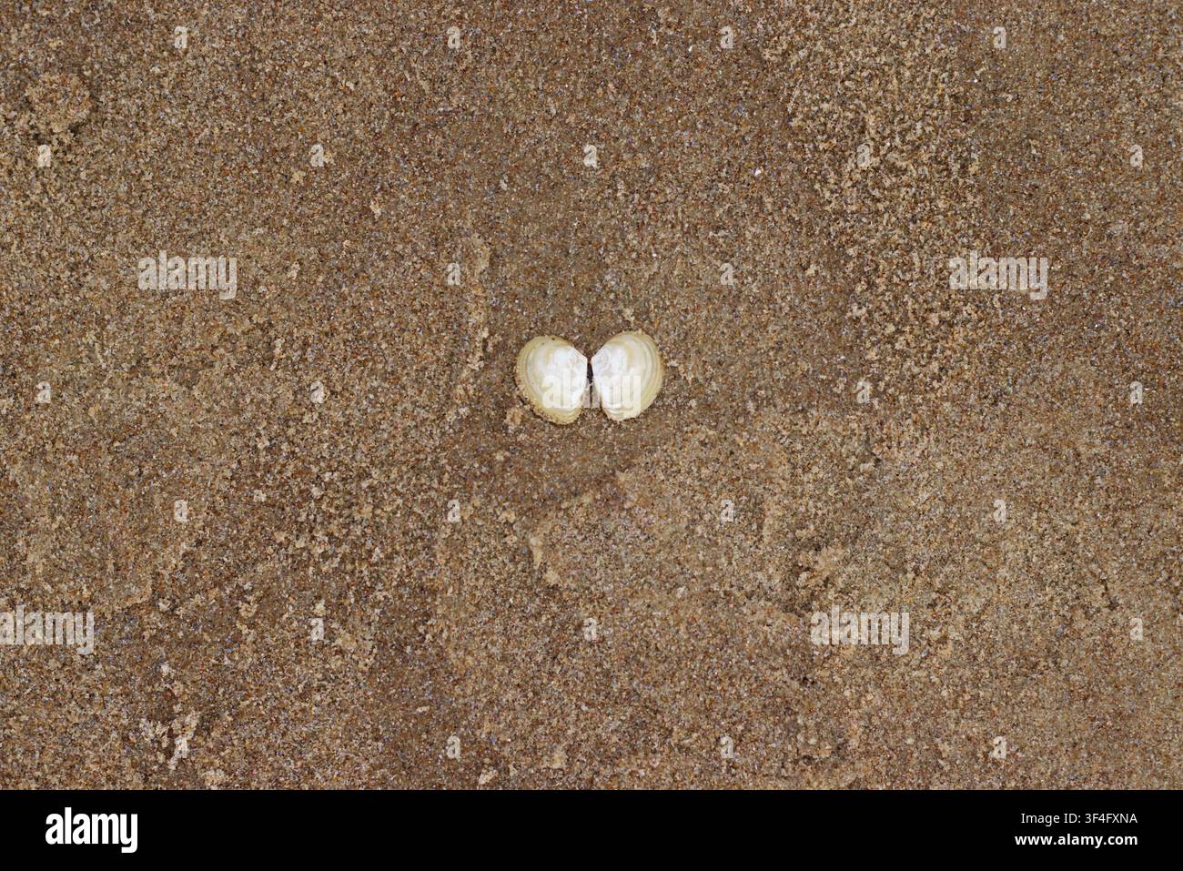 Two seashells on sandy beach Stock Photo