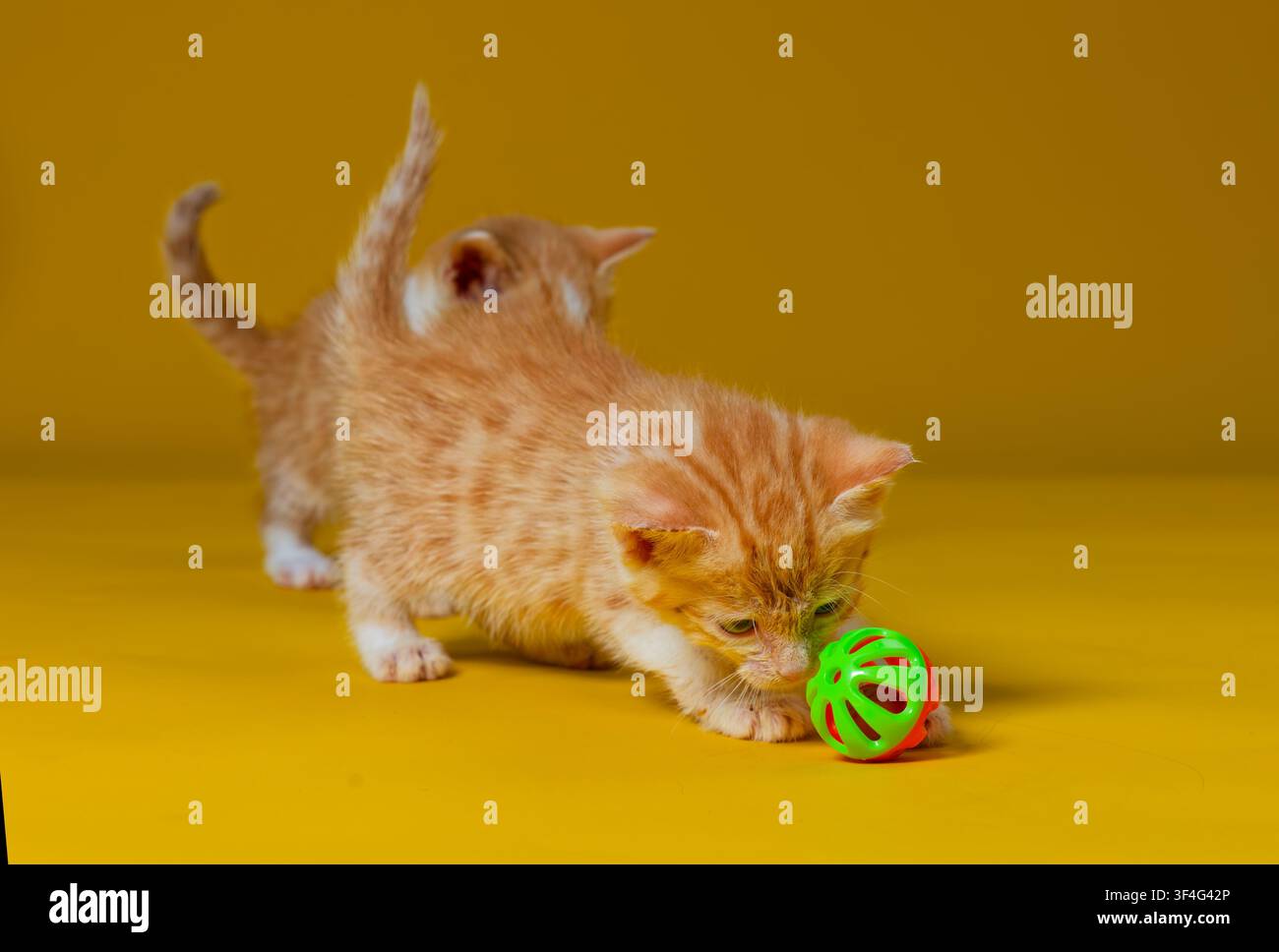 2 male ginger and white tabby kittens Stock Photo